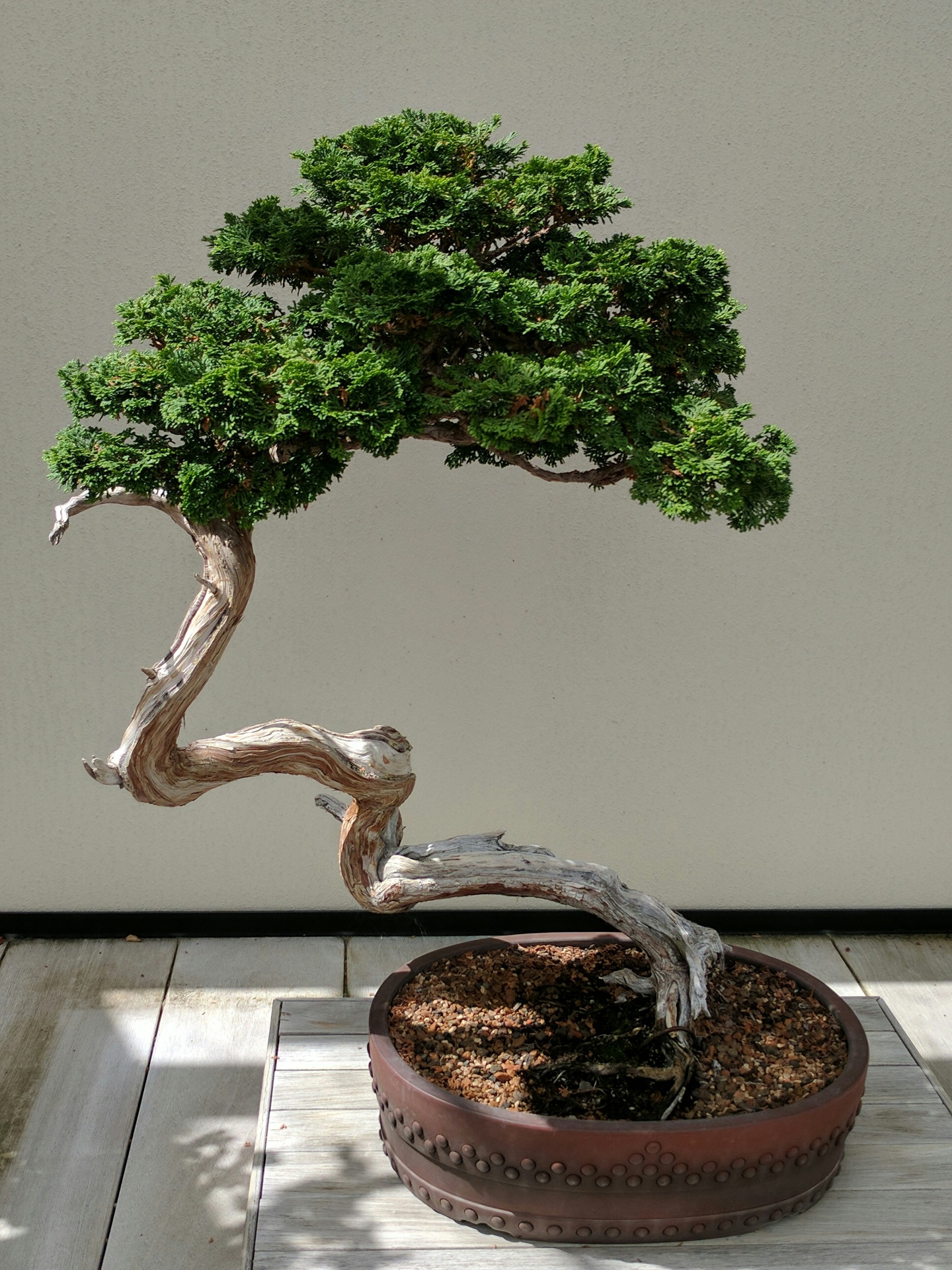 Bonsai mit elegant geschwungenem Stamm vor ruhiger Wand