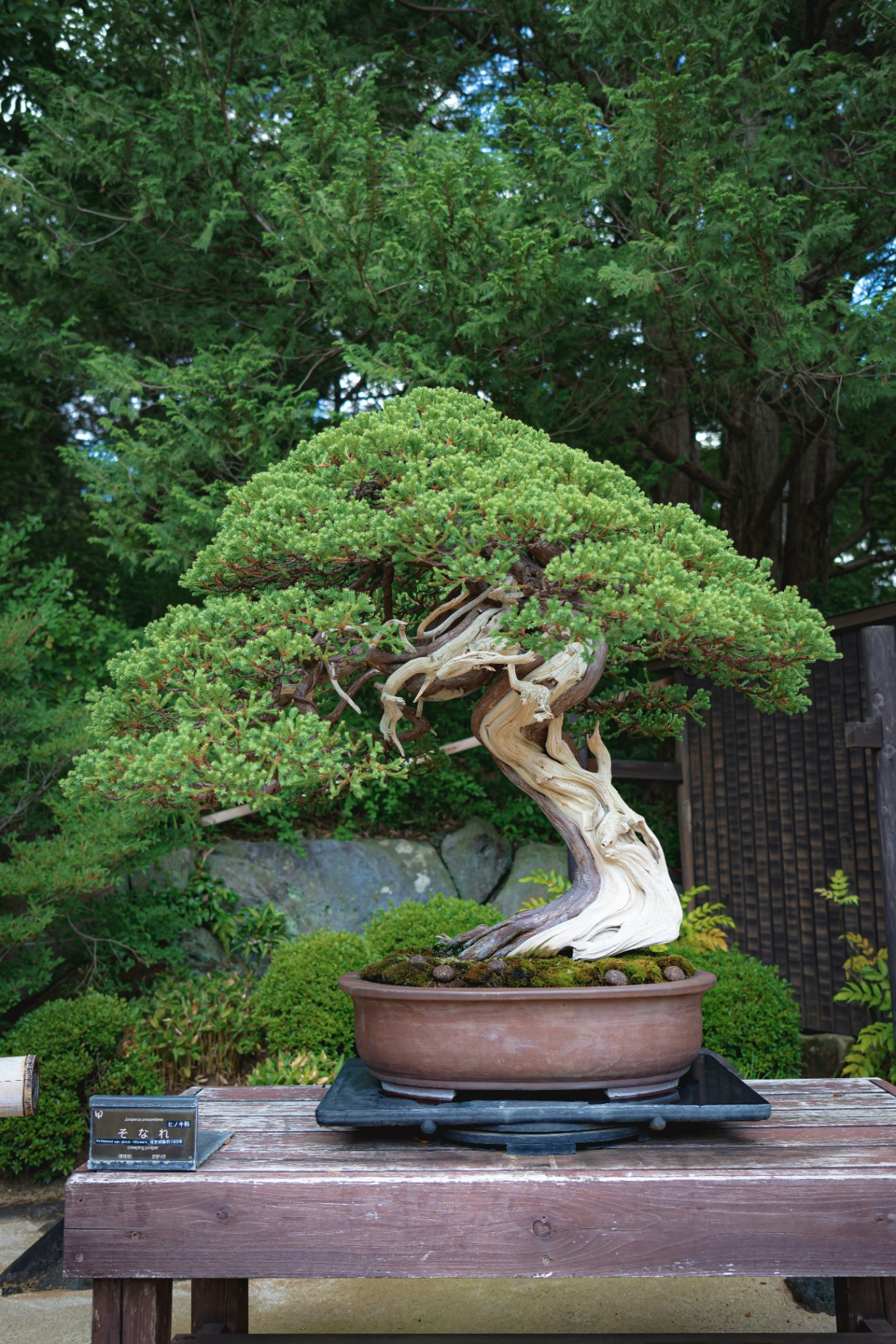 Sculpturaler Bonsai mit verdrehtem Stamm in grosser Schale