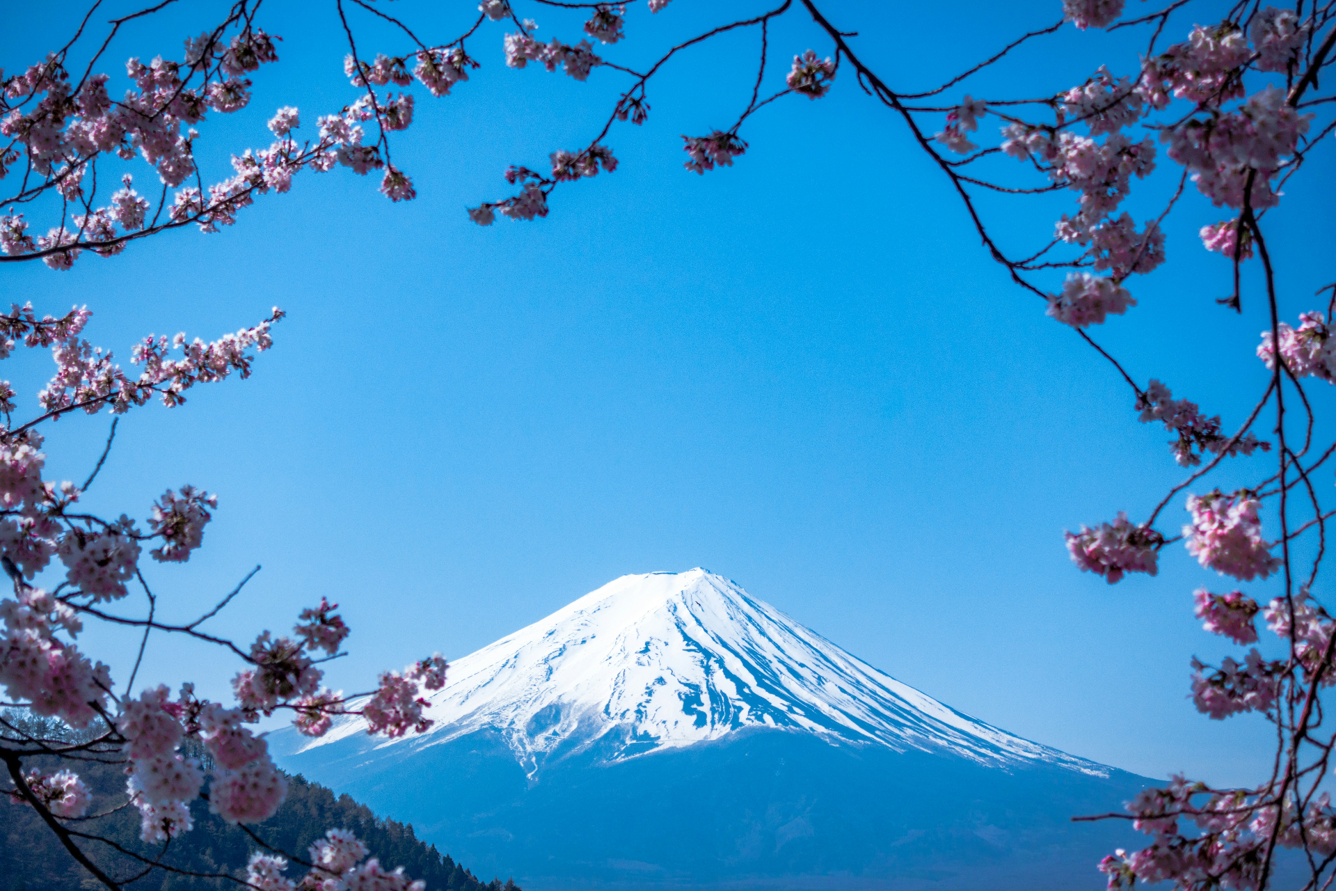 Berg Fuji gerahmt von Kirschblüten unter blauem Himmel
