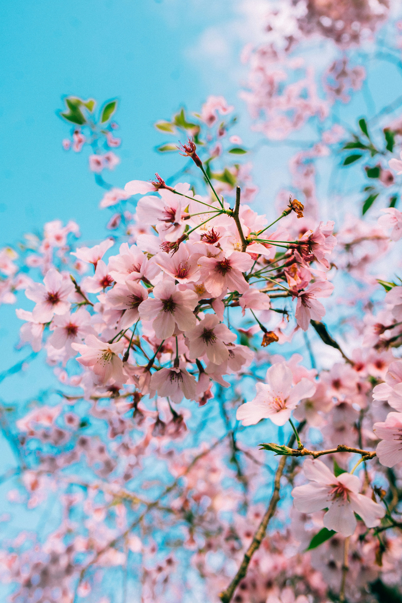 Leuchtende rosa Kirschblüten vor intensiv blauem Himmel