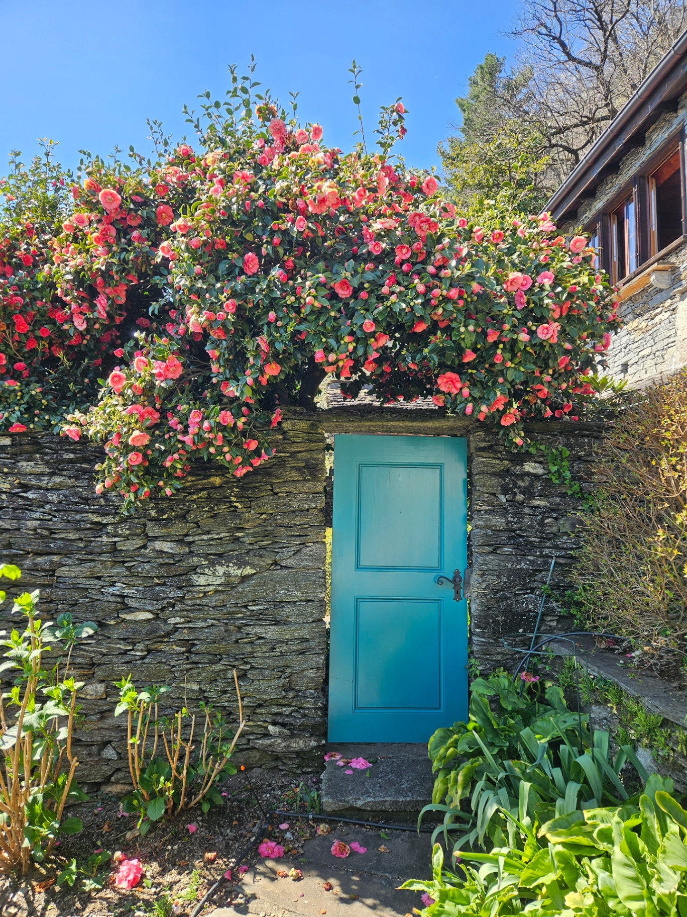 Blumen- & Pflanzengarten